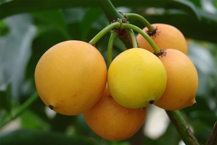 Cambucá fruta: 30 benefícios, informação nutricional e malefícios