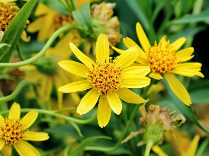 beneficios do cha de arnica