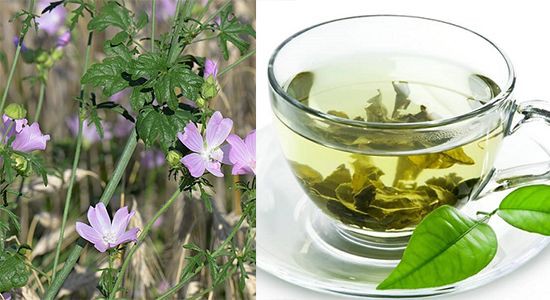 beneficios do cha de malva