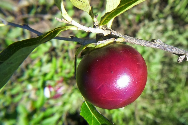 Marmelinho fruta: 30 benefícios, tipos, informação nutricional e malefícios