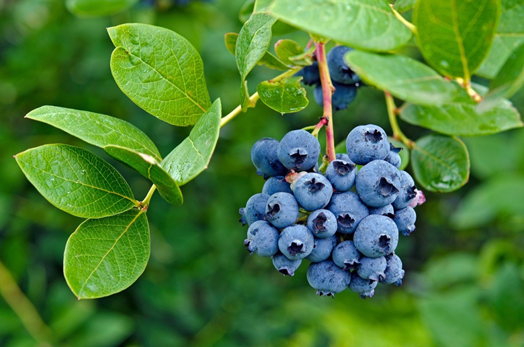 Mirtilo fruta: 40 benefícios, informação nutricional e malefícios