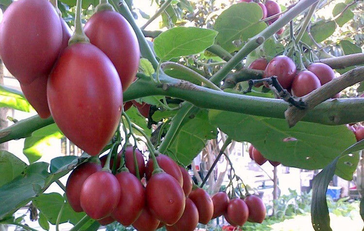 Tamarillo fruta: 25 benefícios e informação nutricional