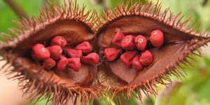 beneficios do urucum