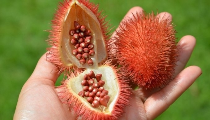 beneficios do urucum