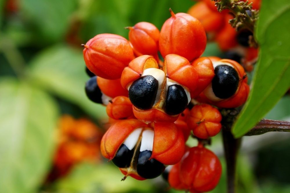 Guaraná fruta: 40 benefícios, informação nutricional e malefícios