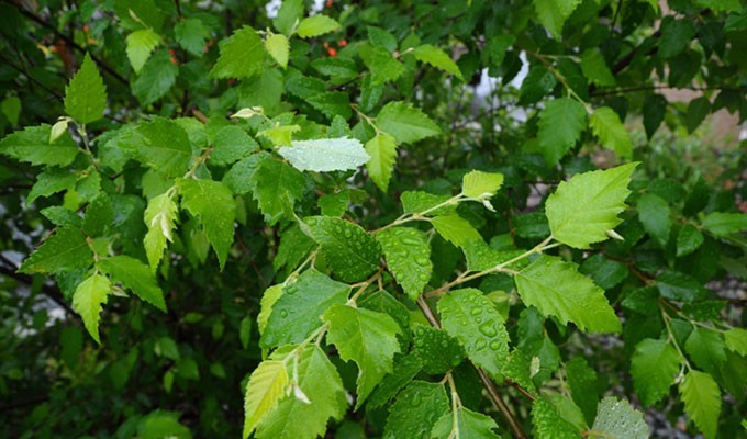 betula