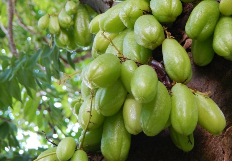 Bilimbi fruta: 25 benefícios, informação nutricional e malefícios