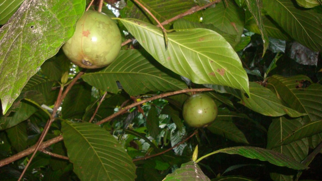 Borojoa fruta: 30 benefícios, informação nutricional e malefícios