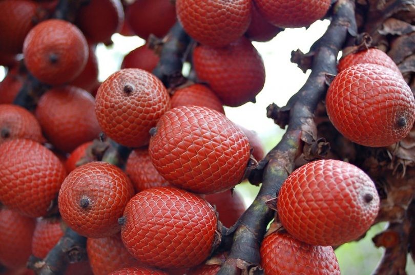 Buriti fruta: 40 benefícios, informação nutricional e utilidades