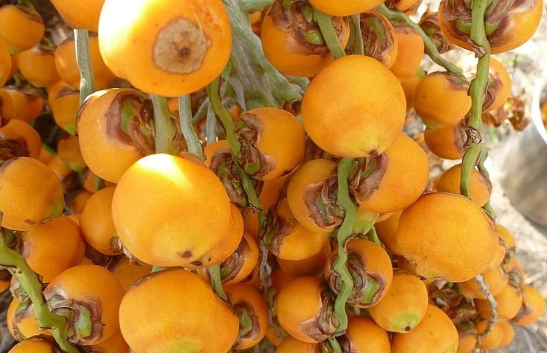 Butiá fruta: 20 benefícios, informação nutricional e malefícios