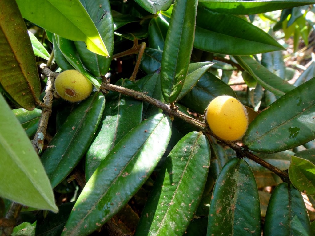 Suco de Cabeludinha é bom para quê? como fazer e para que serve