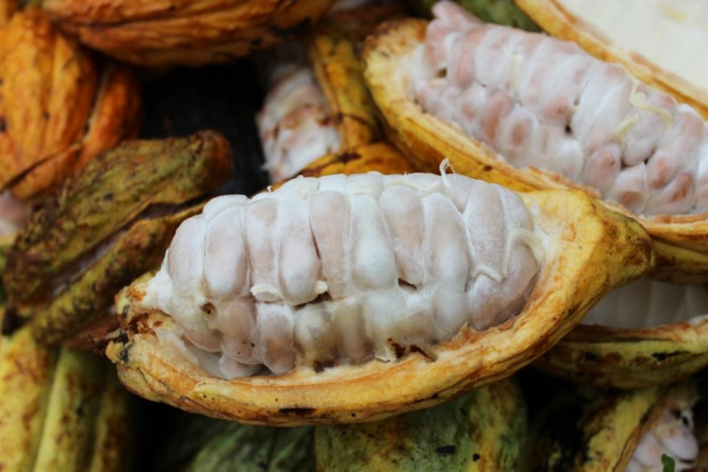 Suco de Cacau é bom para quê? como fazer e para que serve