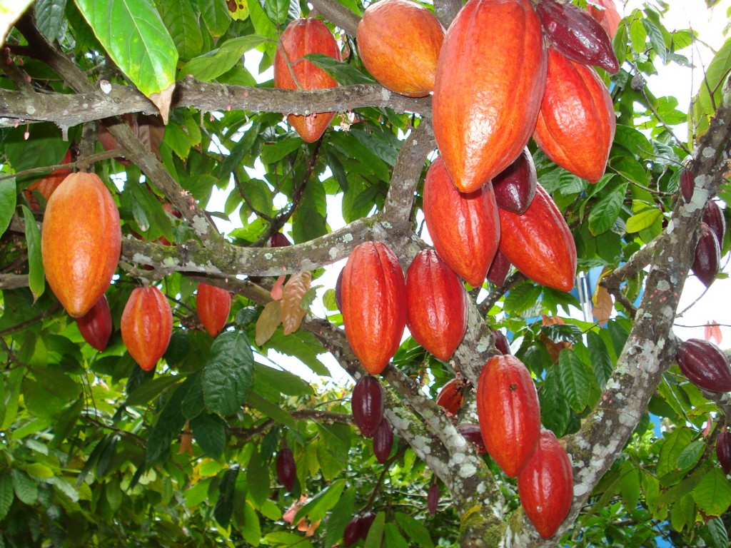 Cacau fruta: 40 benefícios, informação nutricional e malefícios