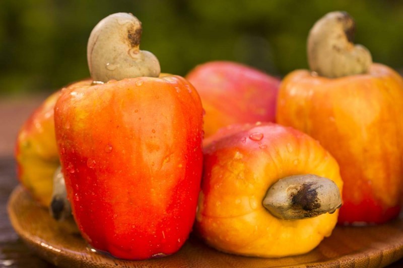 Caju fruta: 40 benefícios, informação nutricional e malefícios