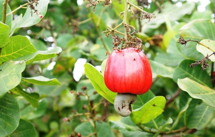 Cajuí fruta: 20 benefícios, informação nutricional e malefícios
