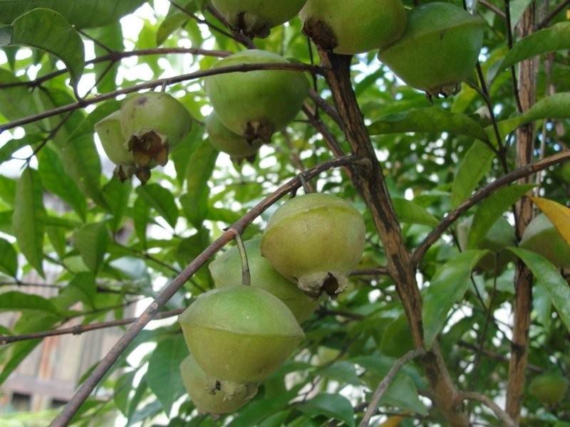 Suco de Cambuci é bom para quê? como fazer e para que serve