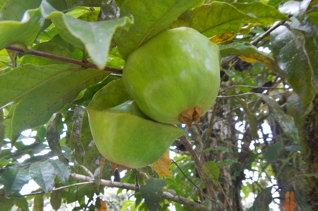 Cambuci fruta: 40 benefícios, informação nutricional e malefícios