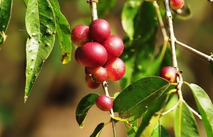 Suco de Camu Camu é bom para quê? como fazer e para que serve