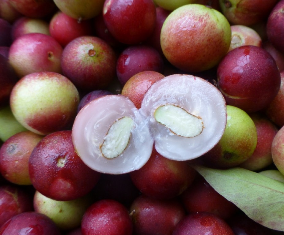 Camu Camu fruta: 40 benefícios, informação nutricional e malefícios