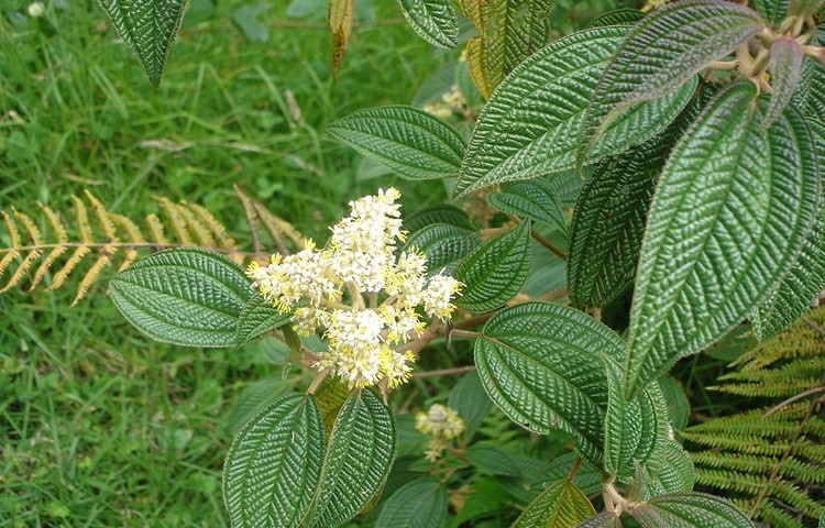 canela de velho