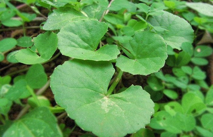 Centella Asiática é bom para quê? para que serve, benefícios e malefícios