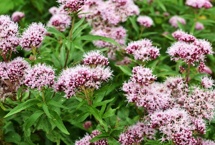 Chá de Valeriana é bom para quê? para que serve, benefícios e malefícios