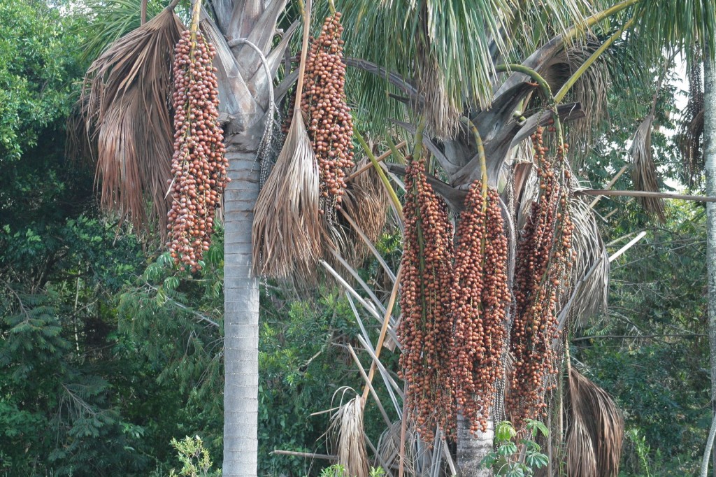 Buriti fruta: 40 benefícios, informação nutricional e utilidades