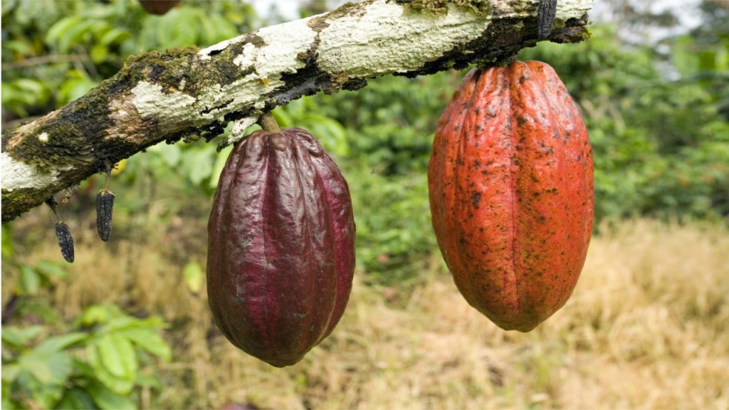 Cacau fruta: 40 benefícios, informação nutricional e malefícios