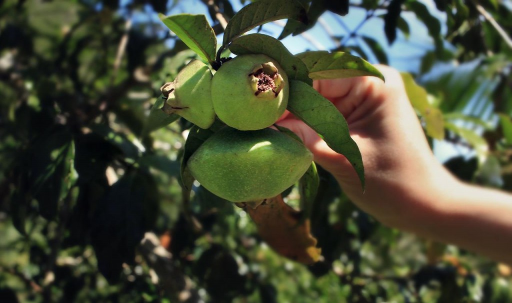 Cambuci fruta: 40 benefícios, informação nutricional e malefícios