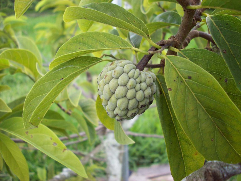 Fruta do Conde: 40 benefícios, informação nutricional e malefícios