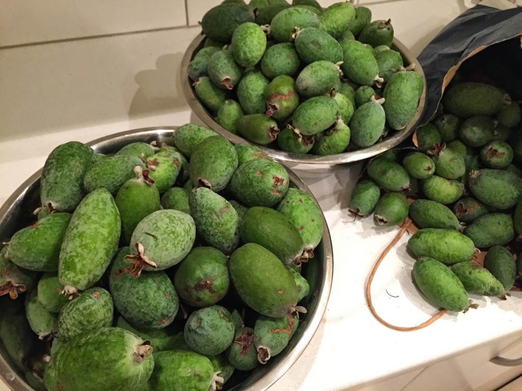 Feijoa fruta: 40 benefícios, informação nutricional e malefícios