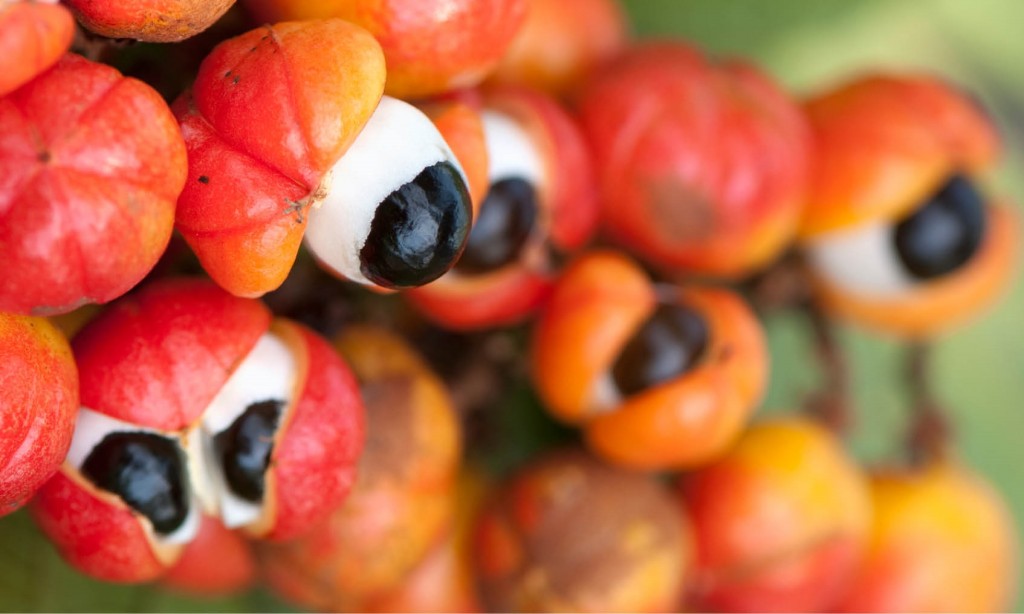 Suco de Guaraná é bom para quê? como fazer e para que serve