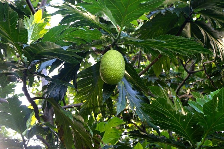 Fruta Pão: 40 benefícios, informação nutricional e consumo