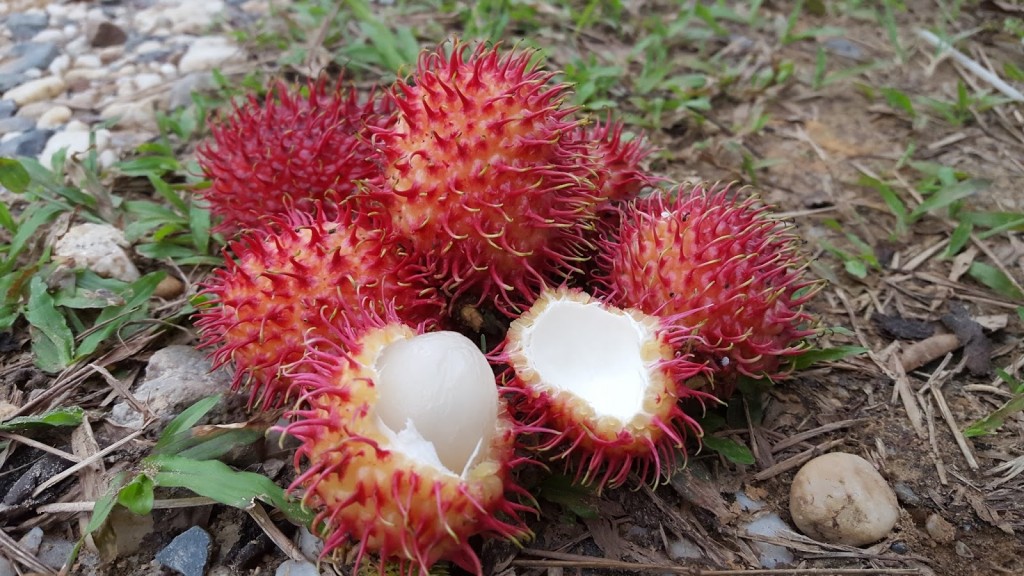 Rambutan fruta: 40 benefícios, informação nutricional e malefícios