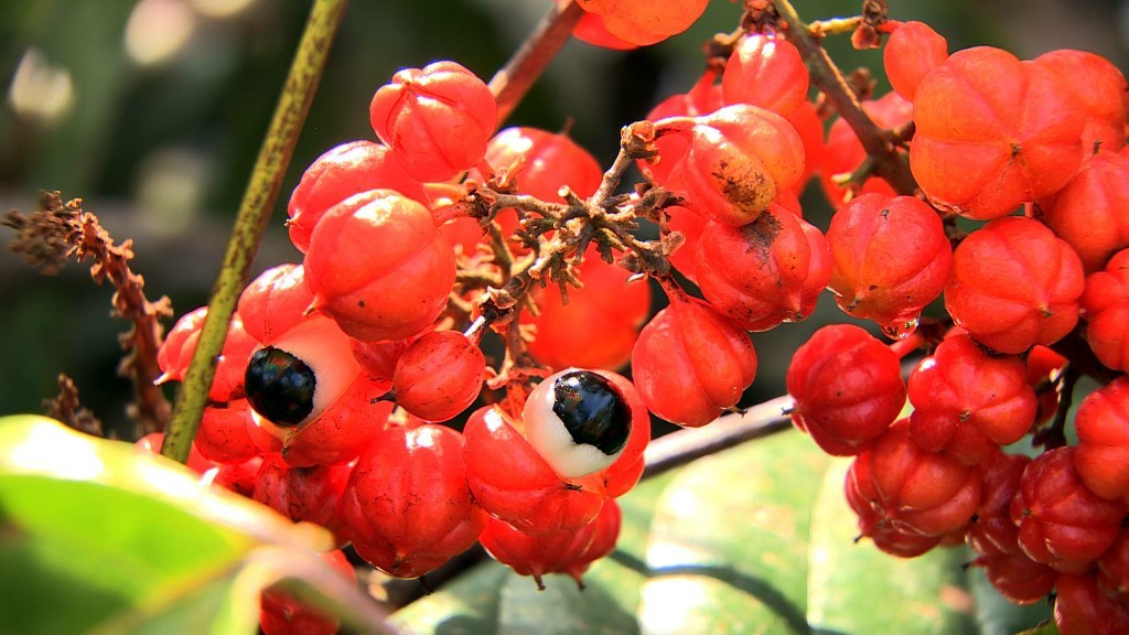 Guaraná fruta: 40 benefícios, informação nutricional e malefícios