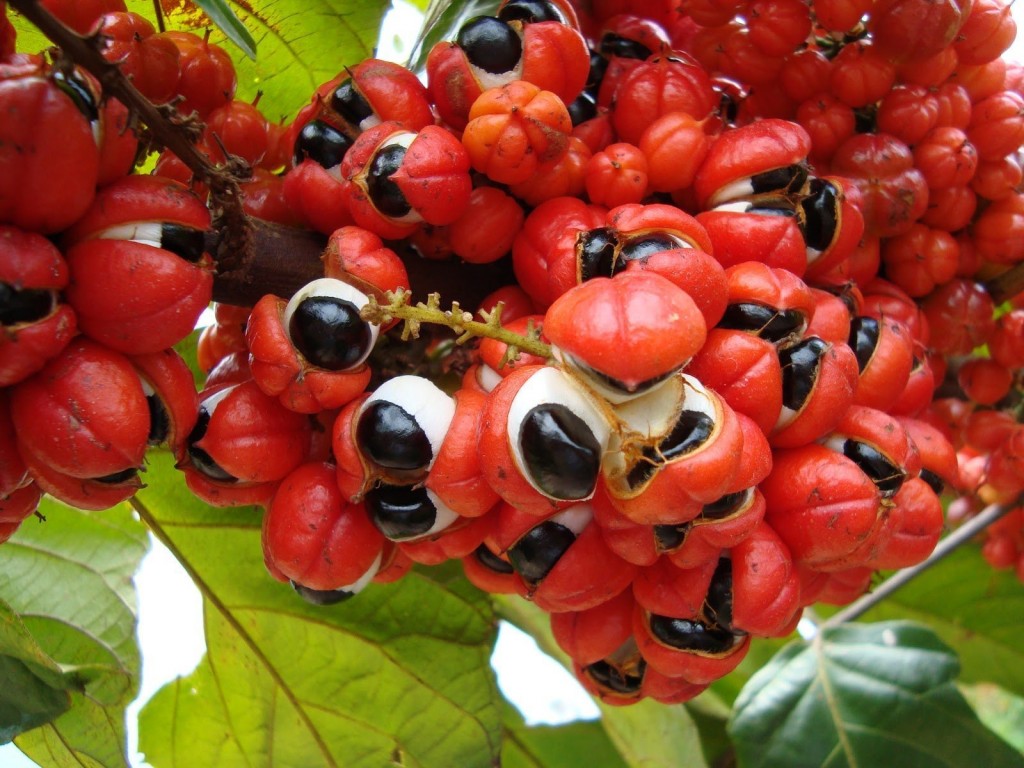 Suco de Guaraná é bom para quê? como fazer e para que serve