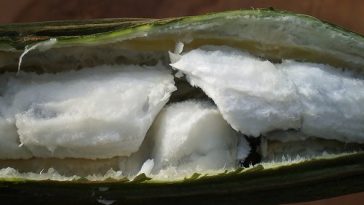 inga