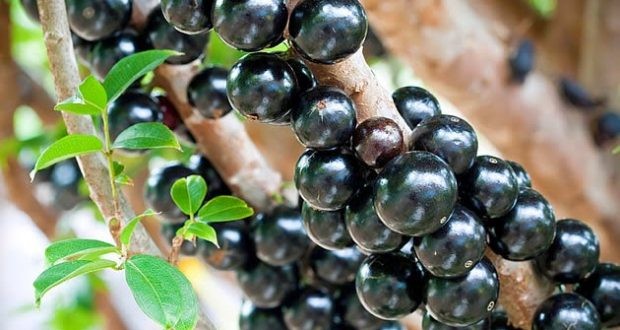 Jabuticaba fruta: 40 benefícios, informação nutricional e malefícios