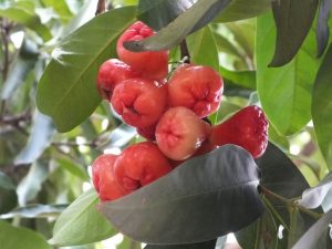 Jambo fruta: 25 benefícios, informação nutricional e receitas