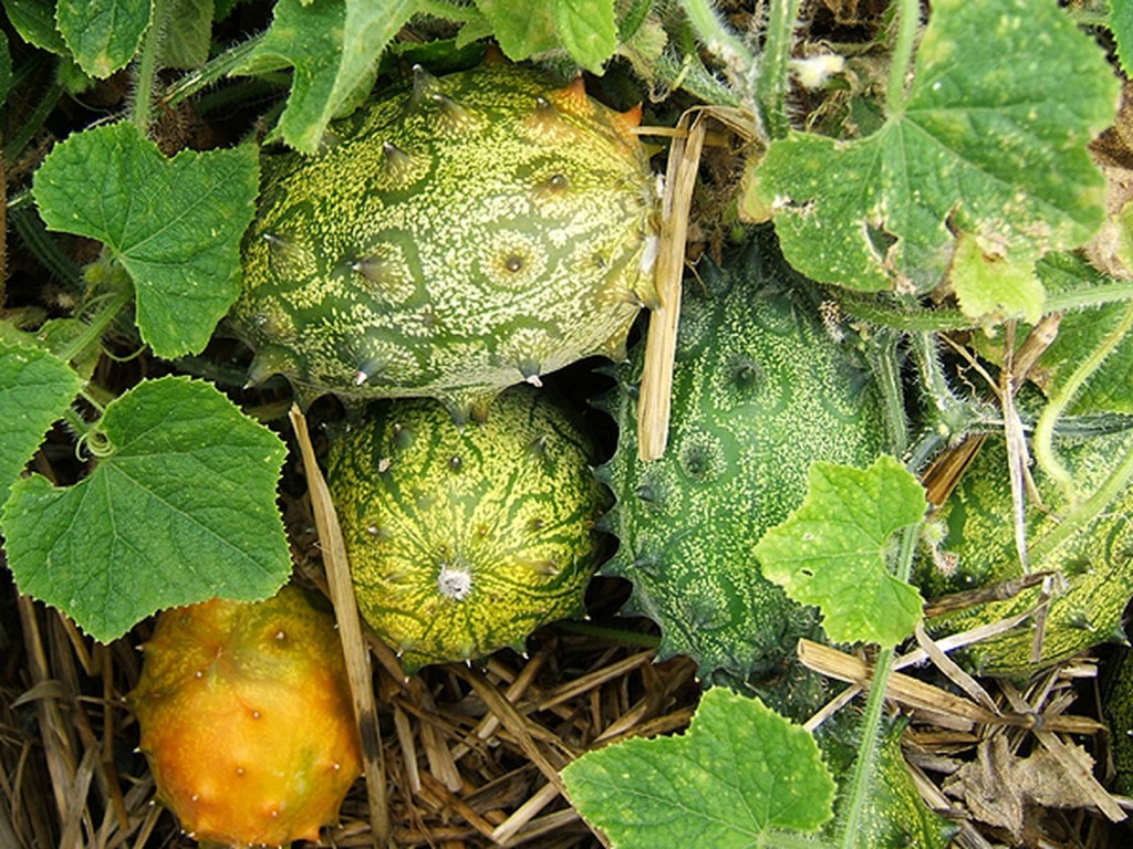 Kiwano fruta: 25 benefícios, informação nutricional e malefícios