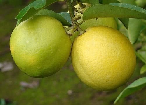 Lima Doce fruta: 40 benefícios, informação nutricional e malefícios