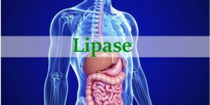 lipase