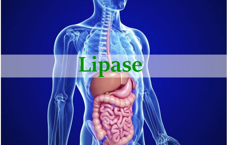 lipase