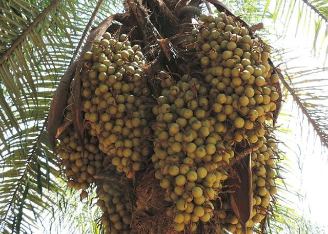 Macaúba fruta: 40 benefícios, informação nutricional e malefícios