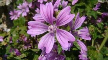 malva