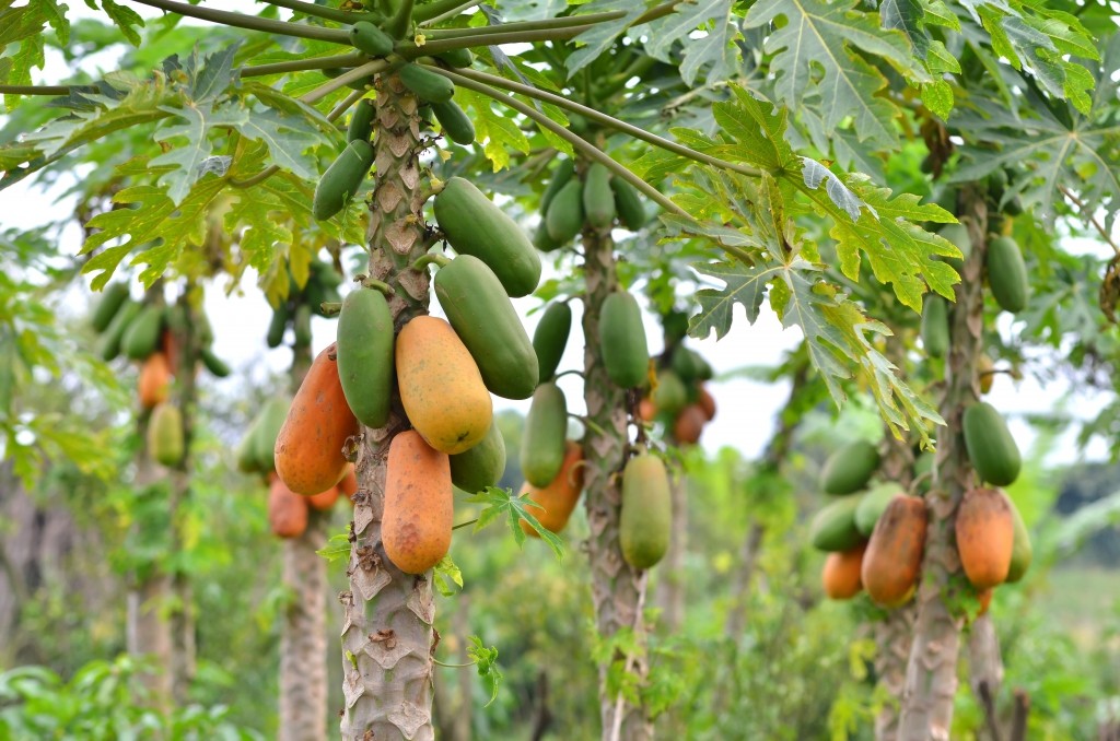 Mamão fruta: 40 benefícios, tipos, informação nutricional e malefícios