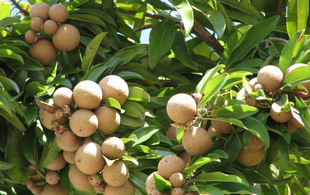 Mamey fruta: 35 benefícios, informação nutricional e malefícios