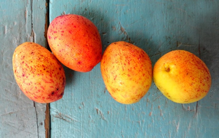 Mangaba fruta: 30 benefícios, informação nutricional e malefícios