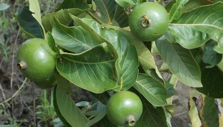 Marmelinho fruta: 30 benefícios, tipos, informação nutricional e malefícios