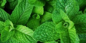 menta beneficios